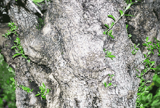 alter Baum der neu austreibt